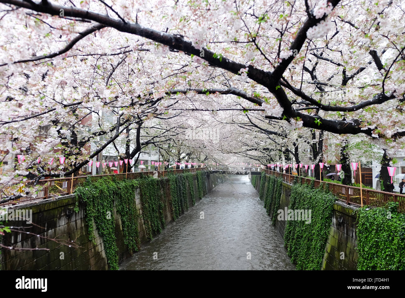 Les fleurs de cerisier à Meguro river à Tokyo au Japon,La rivière est un lieu populaire pour ses cerisiers en fleurs au printemps. Banque D'Images