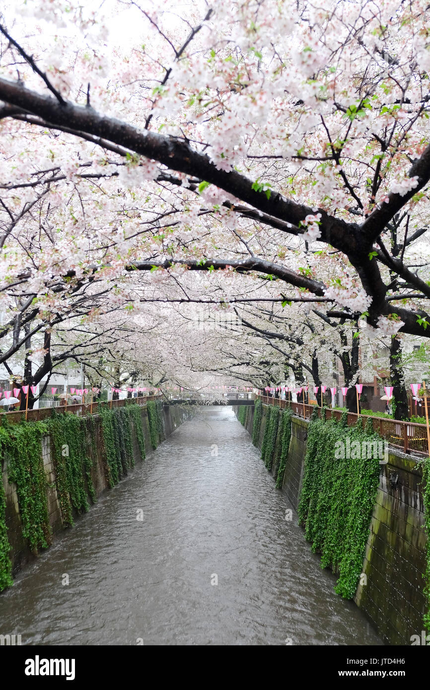 Les fleurs de cerisier à Meguro river à Tokyo au Japon,La rivière est un lieu populaire pour ses cerisiers en fleurs au printemps. Banque D'Images
