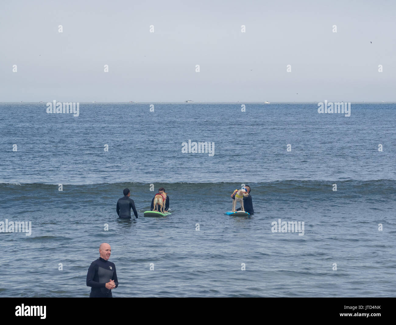 Pacifica, CA/USA - 5 août 2017 : La deuxième aux Championnats du Monde de Surf chien a réuni le chien dominant les surfeurs et leurs humains. Banque D'Images