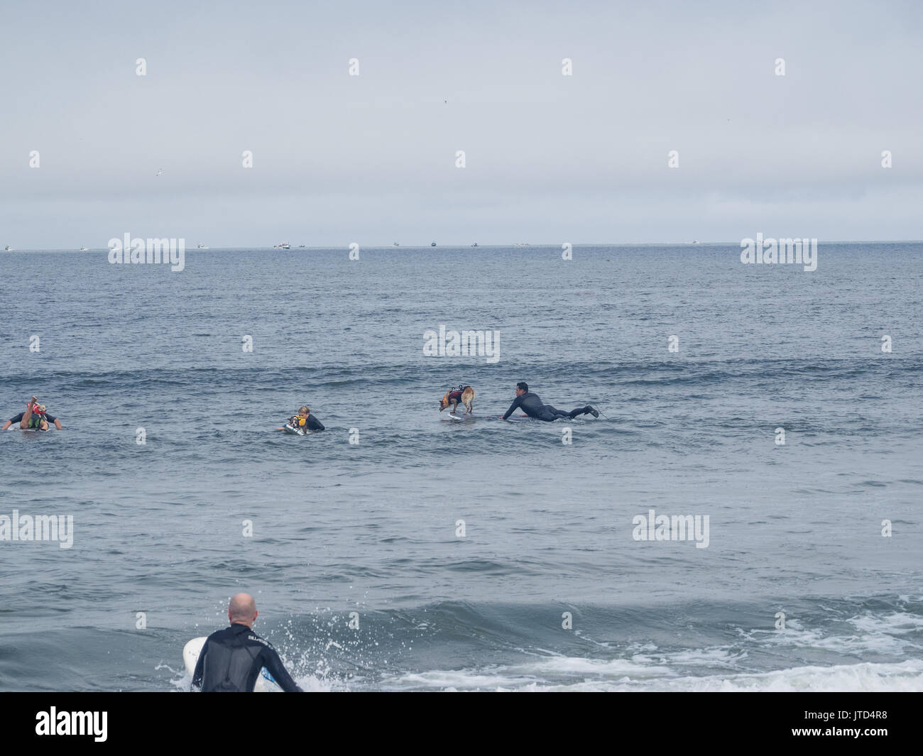 Pacifica, CA/USA - 5 août 2017 : La deuxième aux Championnats du Monde de Surf chien a réuni le chien dominant les surfeurs et leurs humains. Banque D'Images