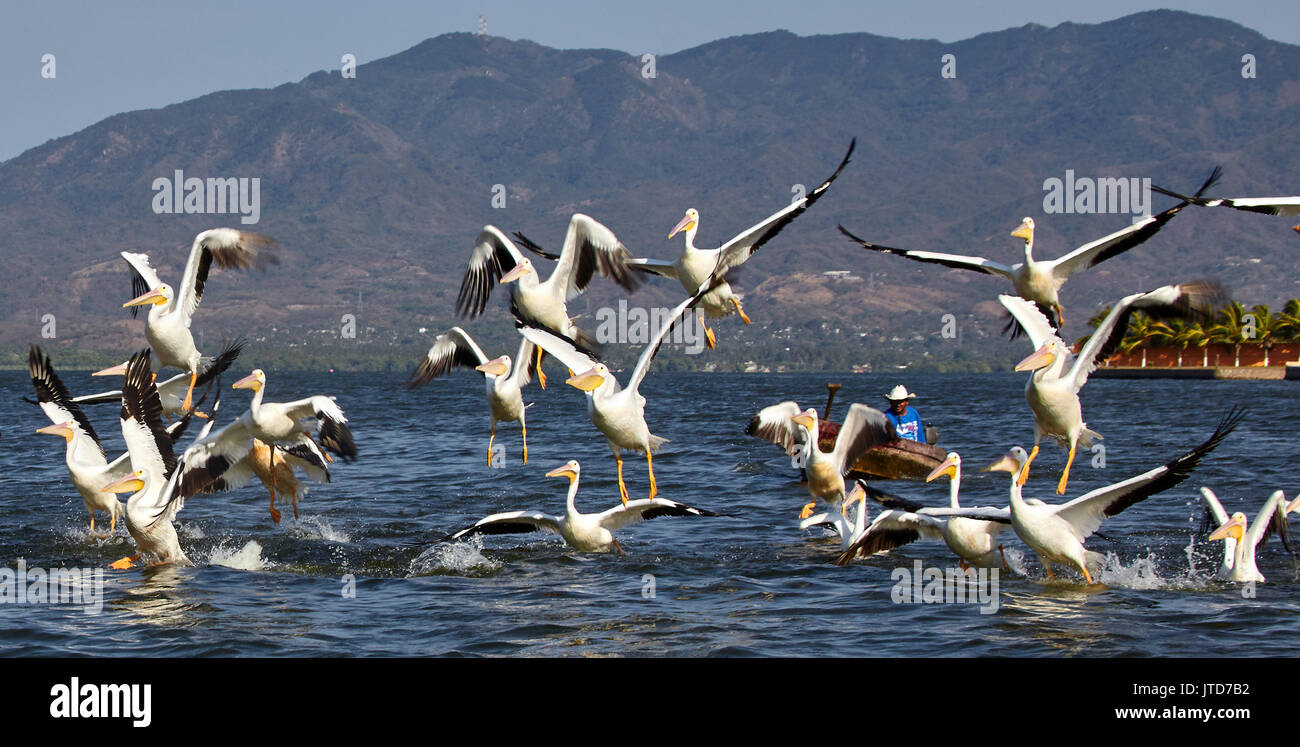 L'Amérique, Mexique, Guerrero, laguna de Coyuca, Pie de la Cuesta, le vol du pélican Banque D'Images