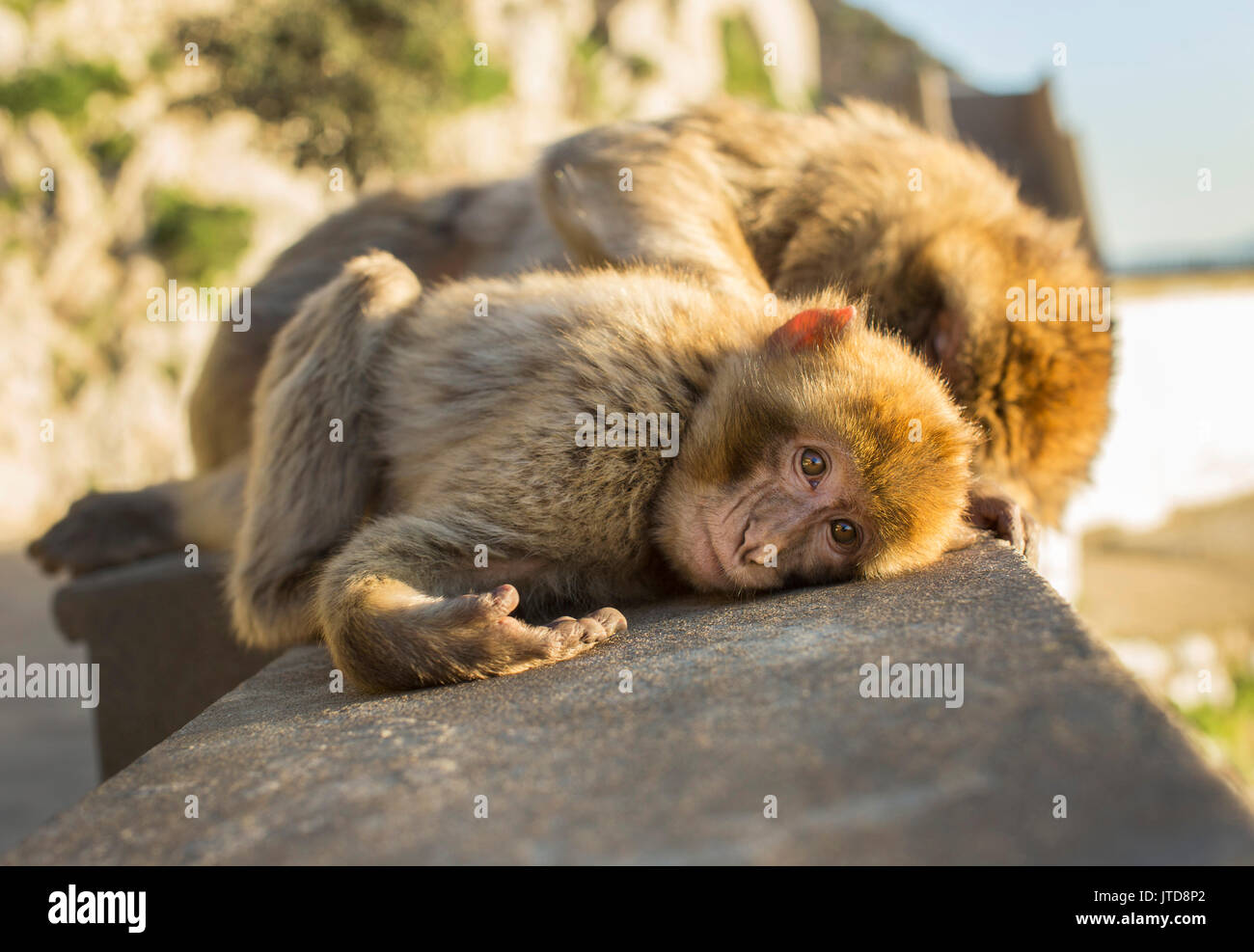 Un jeune macaque de Barbarie se détend sur un mur comme un adulte palefreniers par derrière pendant que le soleil se couche à Gibraltar. Banque D'Images