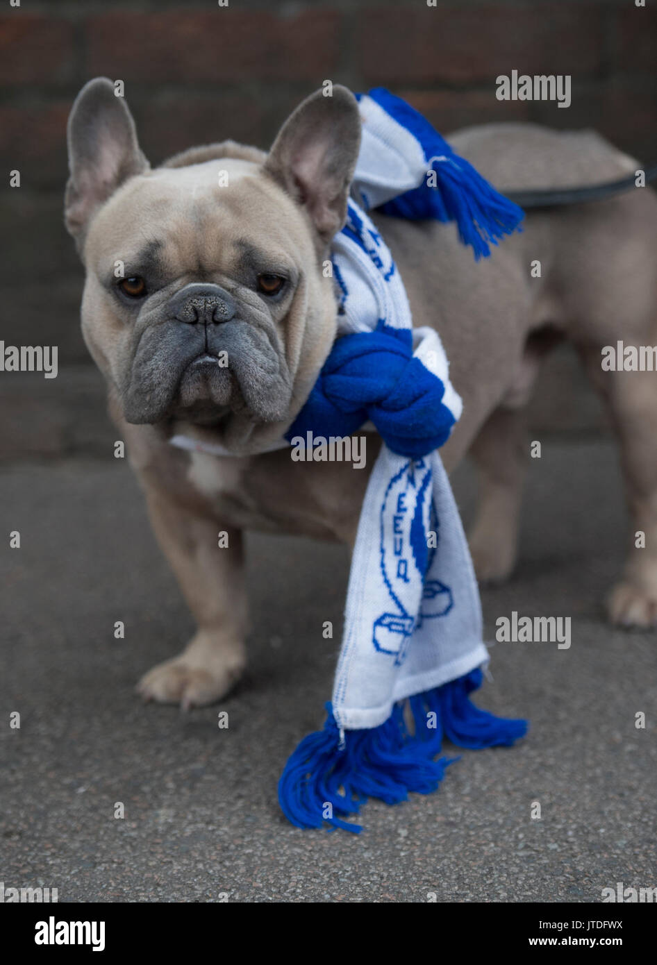 Écharpe De Football Rangers FC - Flambant Neuve, Pour
