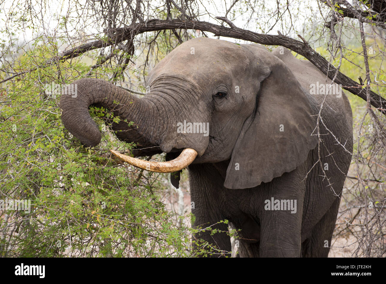Manger l'éléphant sauvage en Afrique du Sud Banque D'Images