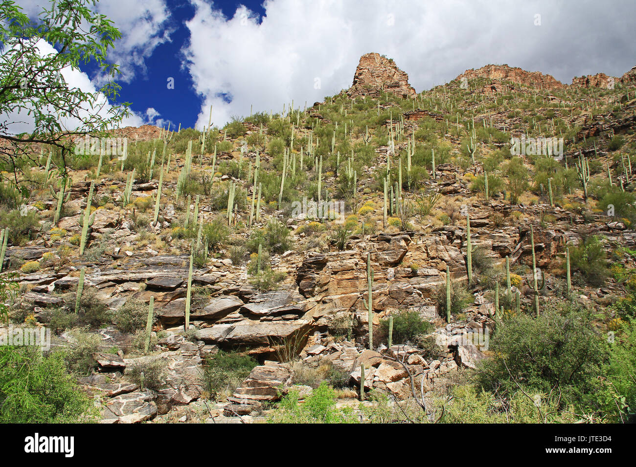 Une montagne de saguaro cactus dans de Bear Canyon Sabino Canyon Recreation Area Park dans le désert de Sonora le long des montagnes Santa Catalina à Tucson, Banque D'Images