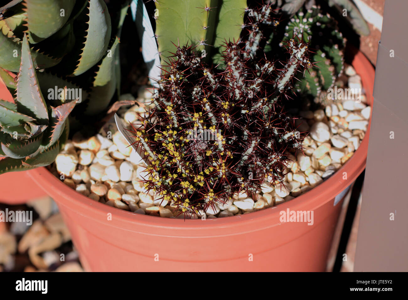 Euphorbia aeruginosa Schweick Banque D'Images