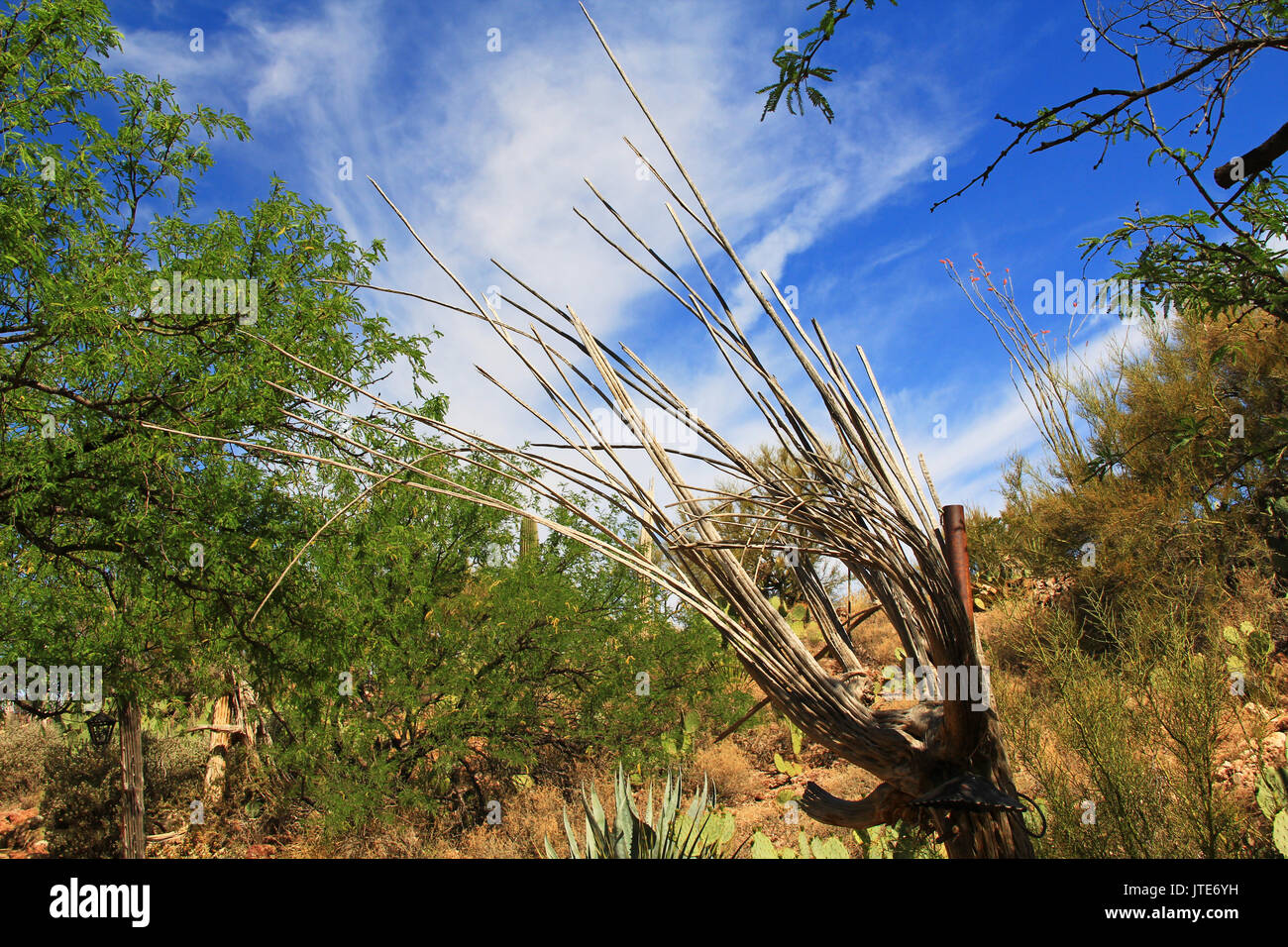 Squelette en bois séché d'un nervures saguaro cactus morts contre un ciel bleu en grotte colossale de Vail Mountain Park, Arizona, USA près de Tucson. Banque D'Images