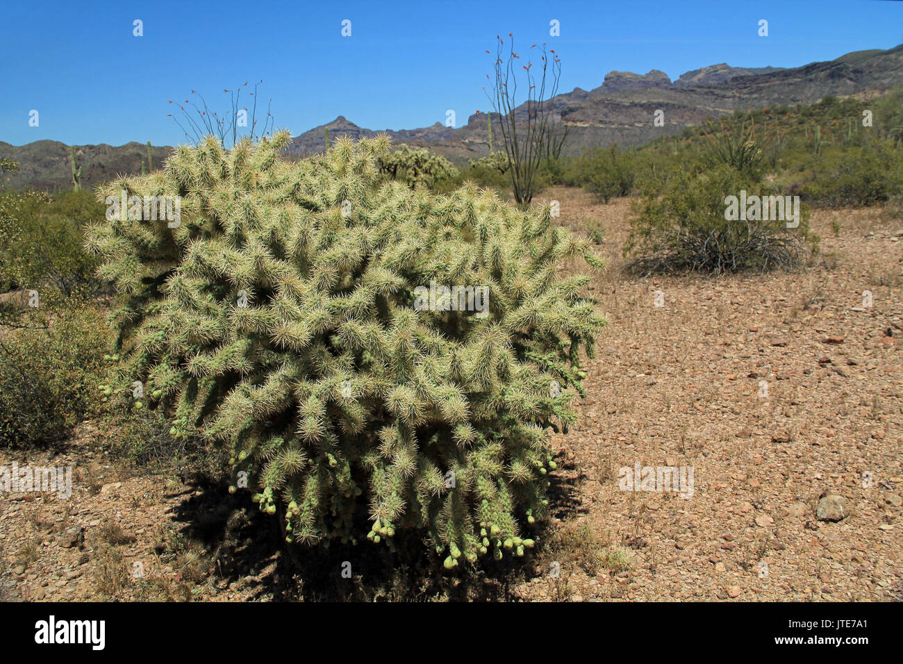 Gros nounours cactus avec ciel bleu copie espace près de Tillotson pic en tuyau d'Orgue Monument National Cactus à AJO, Arizona, USA dont une grande asso Banque D'Images