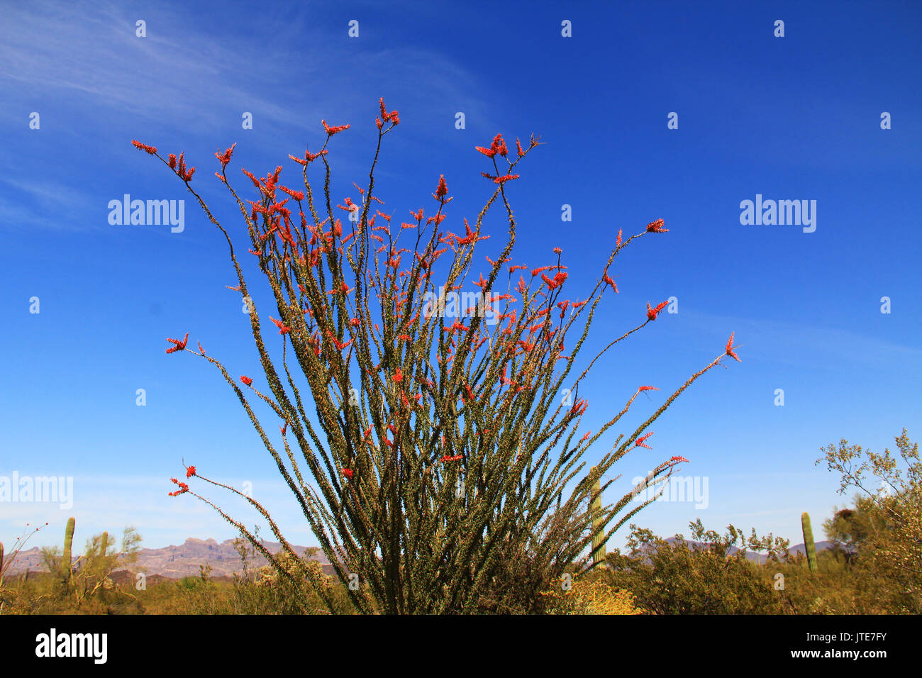 La grande fleur de cactus avec du rouge et bleu ciel copie espace en tuyau d'Orgue Monument National Cactus à AJO, Arizona, USA qui est une courte distance en voiture vers l'ouest Banque D'Images