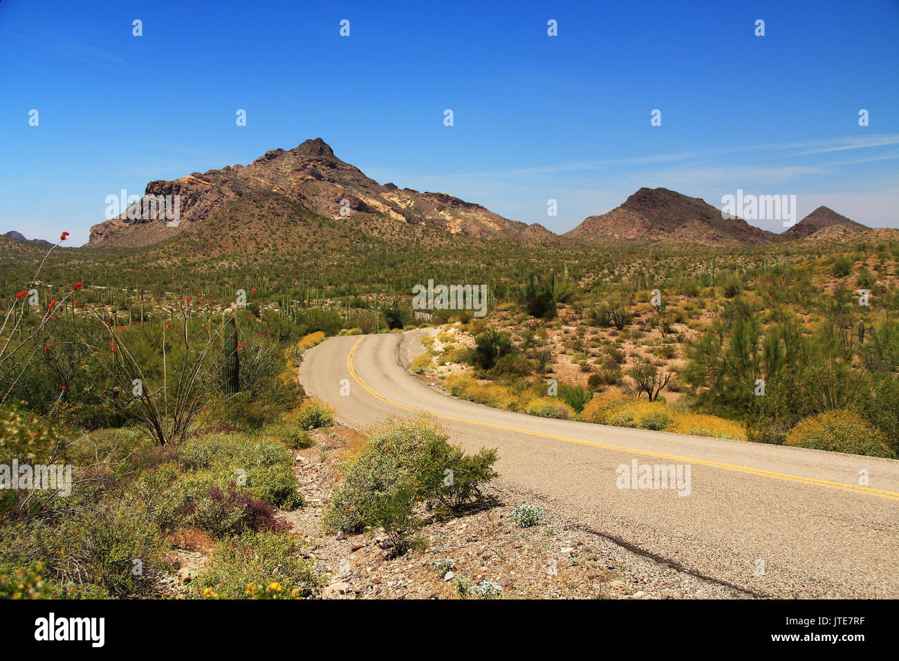 Ciel bleu de l'espace de copie et sinueuse route près de la pointe du tuyau d'Orgue Pinkley dans Cactus National Monument à AJO, Arizona, USA y compris un grand assortiment de des Banque D'Images