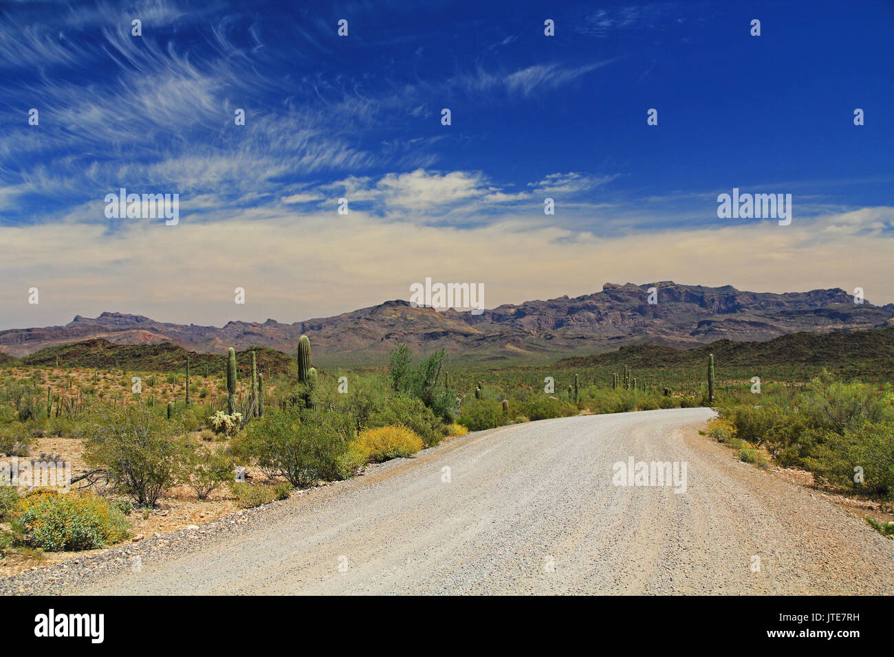 Ciel bleu de l'espace de copie et winding road près de Tillotson pic en Monument National Organ Pipe Cactus à AJO, Arizona, USA y compris assortiment de désert pl Banque D'Images