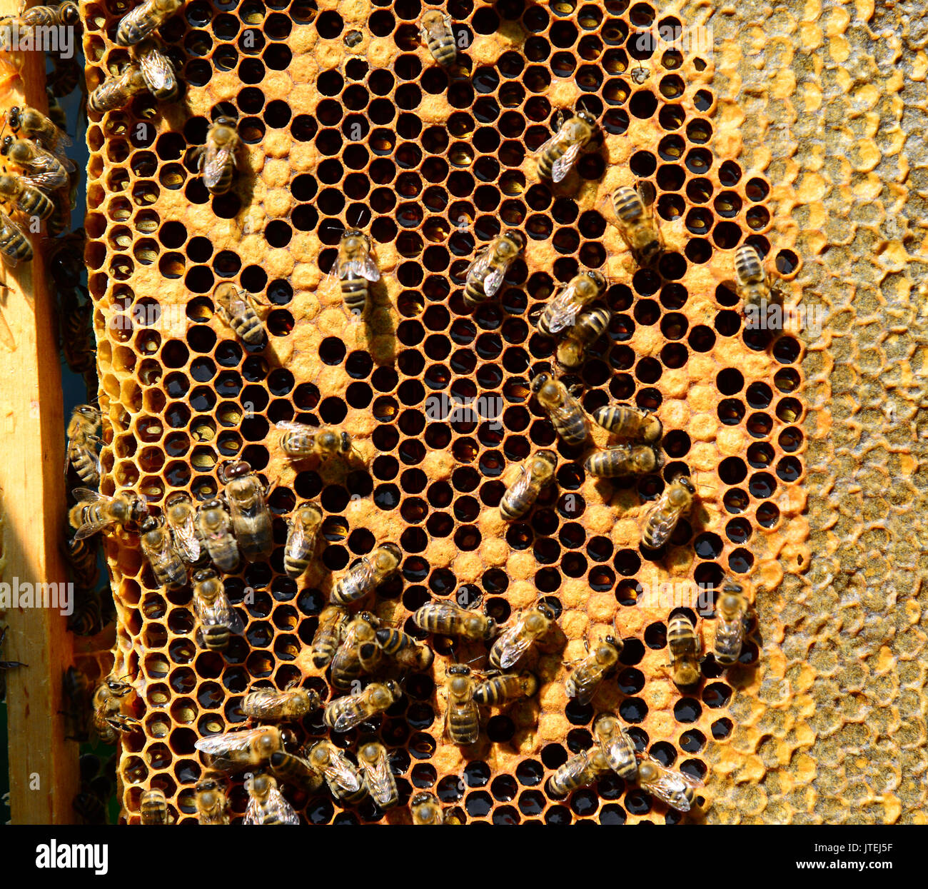 Les abeilles du miel sur une cire de peignes, de l'extérieur Banque D'Images