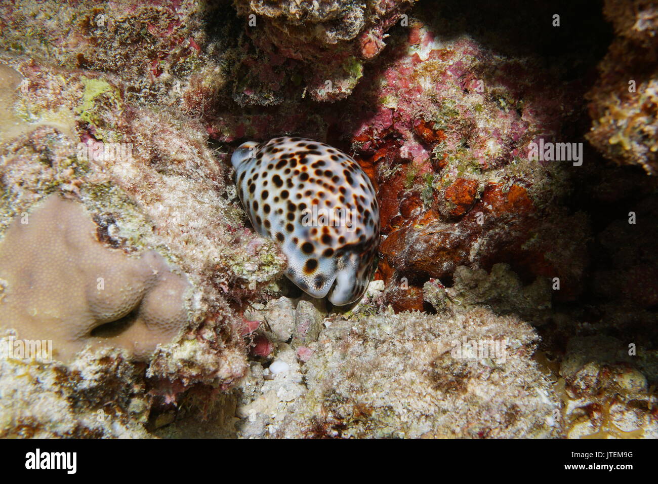 Un tiger cowrie escargot de mer, Cypraea tigris, sous l'eau dans le lagon de Bora Bora, l'océan Pacifique, Polynésie Française Banque D'Images