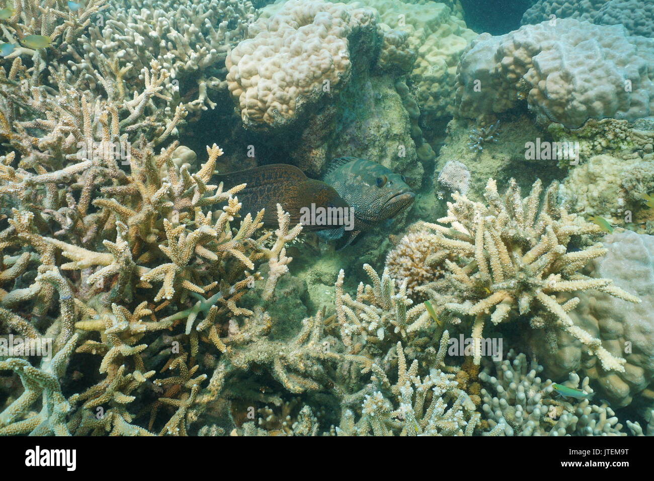 Un sous-marin murène géante avec un mérou camouflage pêcher dans un trou dans la barrière de corail, l'océan Pacifique sud, Nouvelle Calédonie, Océanie Banque D'Images