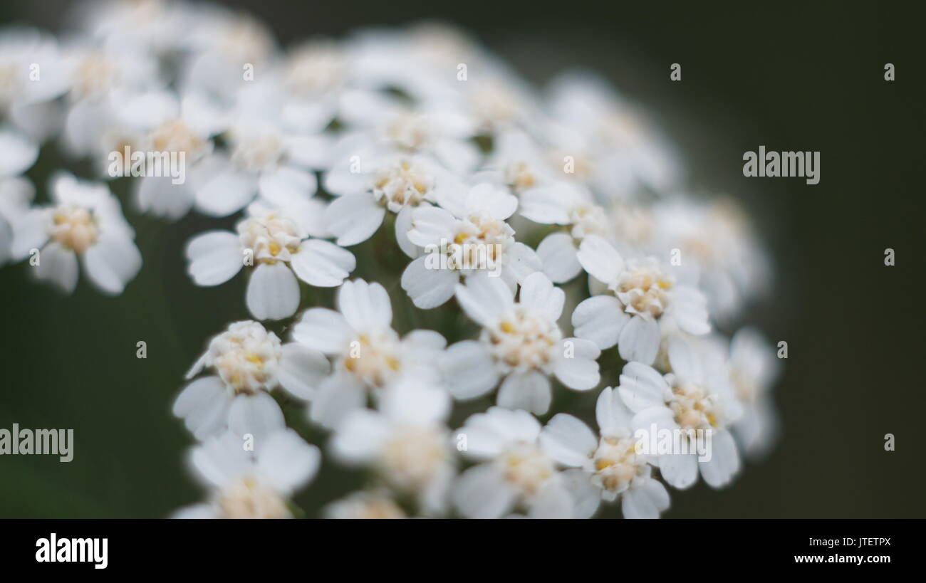 Selective focus close-up de carotte sauvage dans la floriculture Banque D'Images