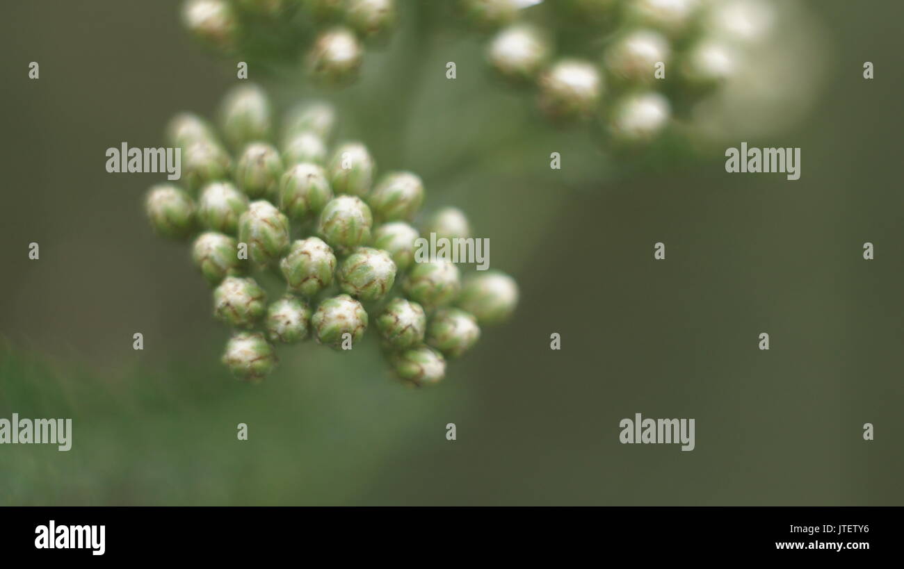 Selective focus close-up de carotte sauvage dans la floriculture Banque D'Images