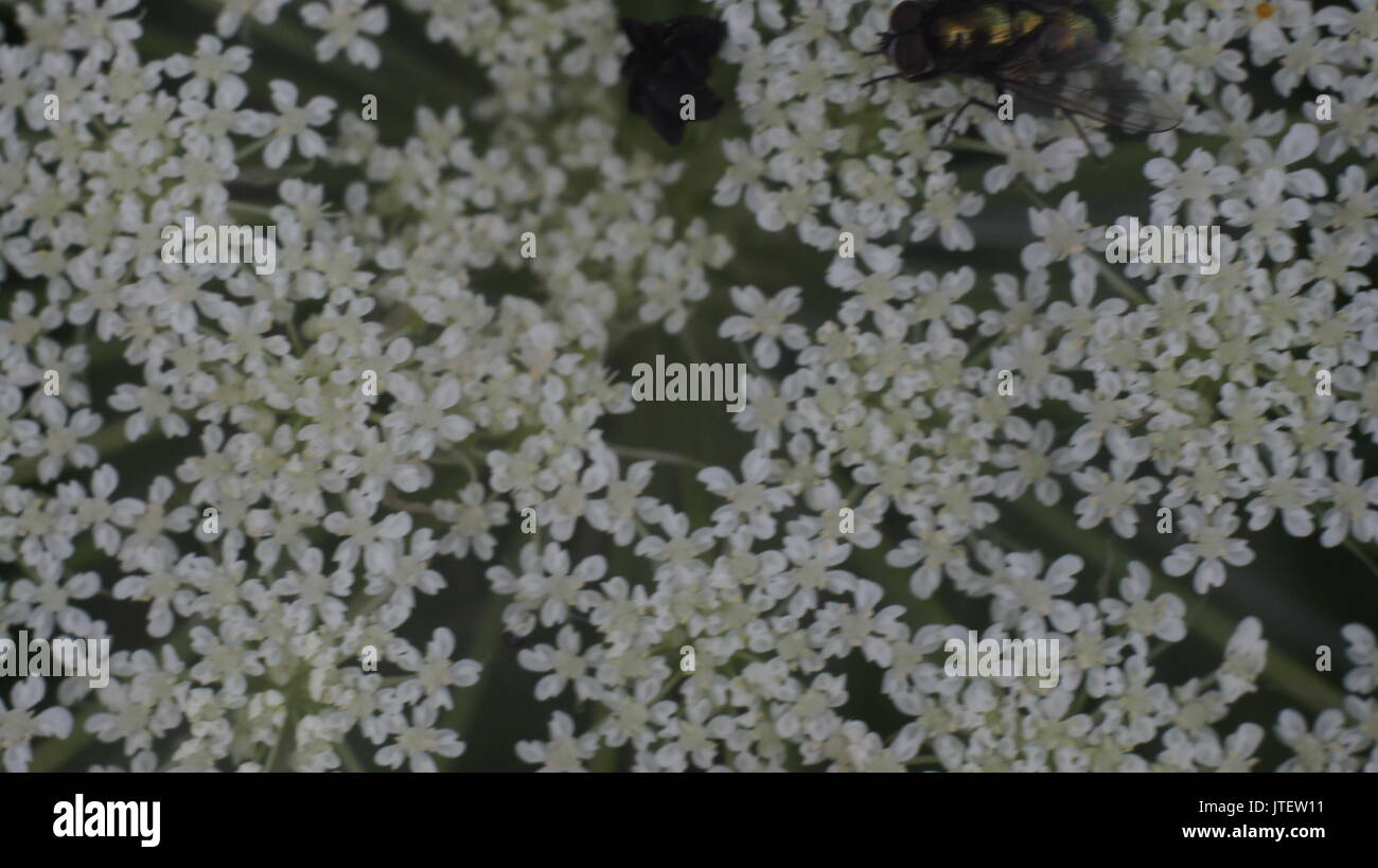 Selective focus close-up de carotte sauvage dans la floriculture Banque D'Images