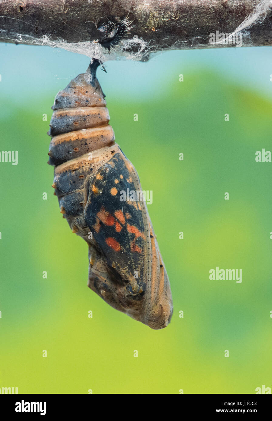 Nymphe de la belle dame (Vanessa cardui), London, Royaume-Uni (captive) Banque D'Images