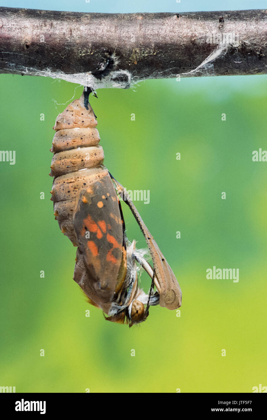 Nymphe de la belle dame (Vanessa cardui), London, Royaume-Uni (captive) Banque D'Images