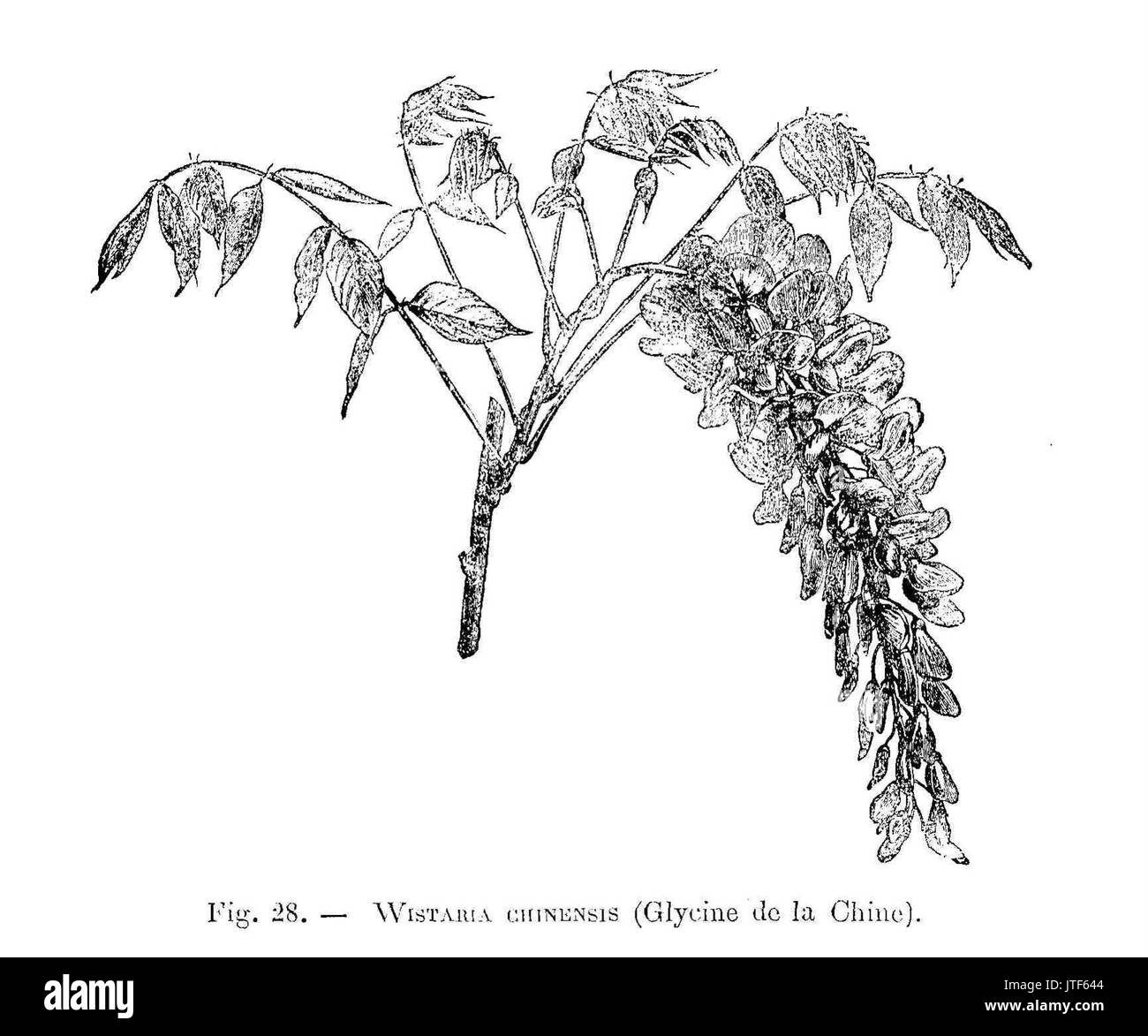 Glycine chinensis (dessin) Banque D'Images