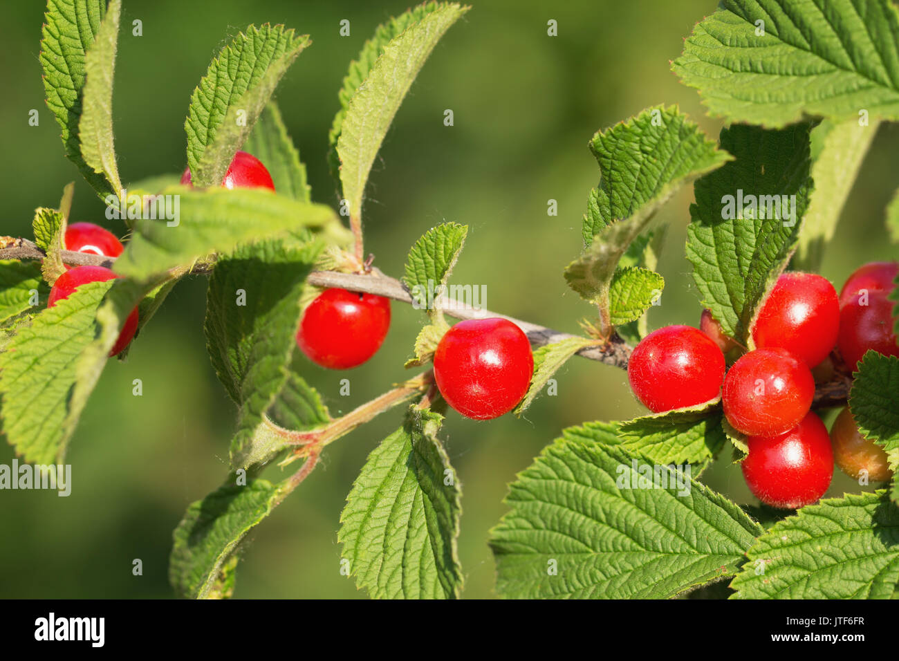 Le cerisier de Mandchourie (Prunus tomentosa) sur la branche Banque D'Images