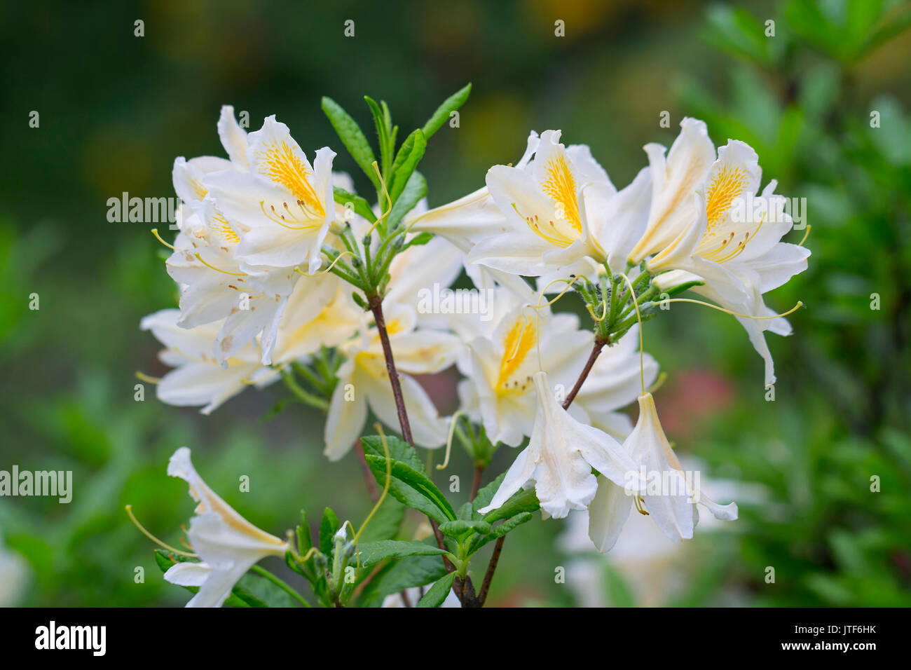 Un buisson de fleurs de rhododendron blanc Banque D'Images