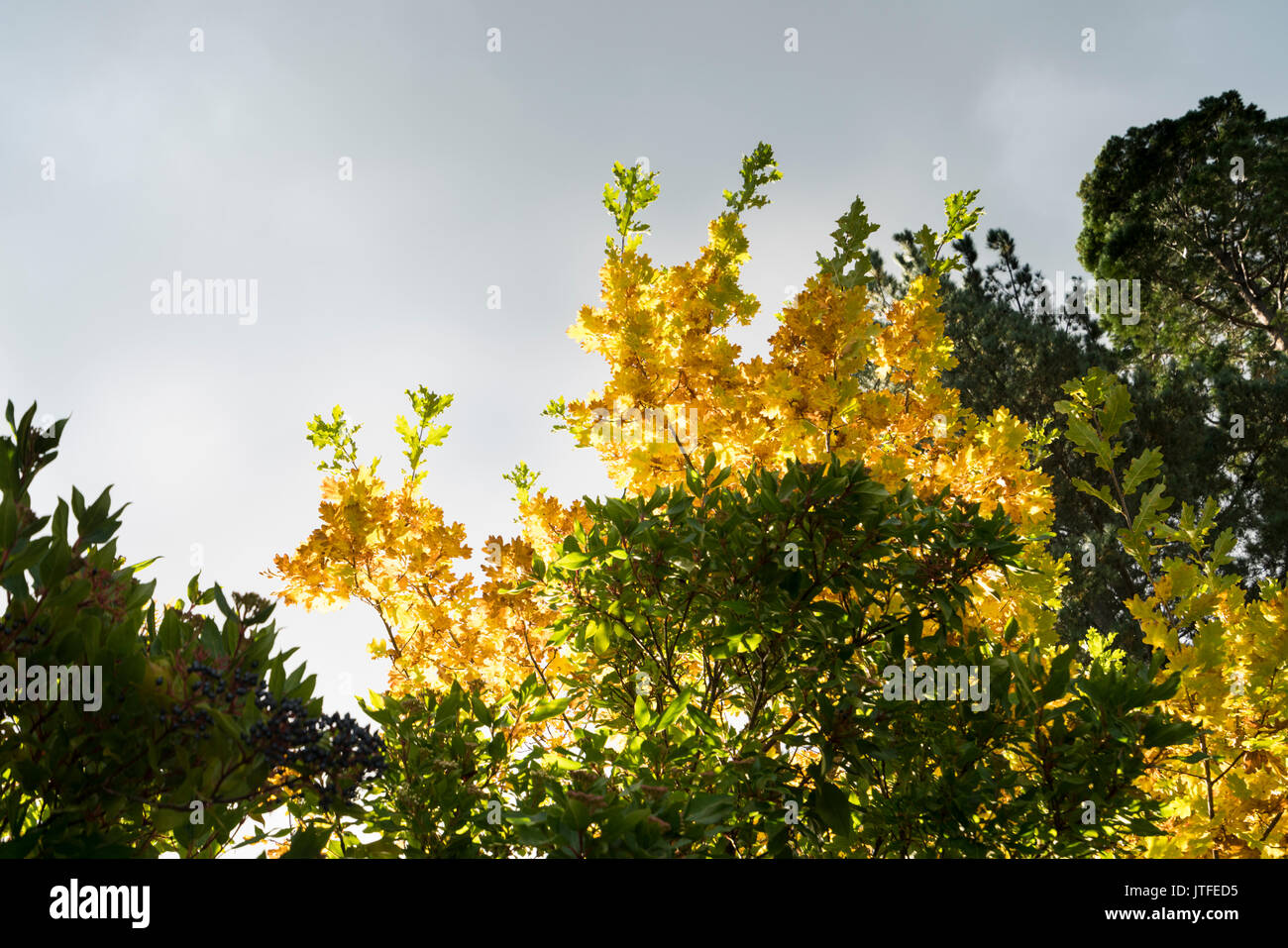 L'automne les feuilles d'or sur la montagne de Macédoine près de Melbourne, Victoria, Australie Banque D'Images