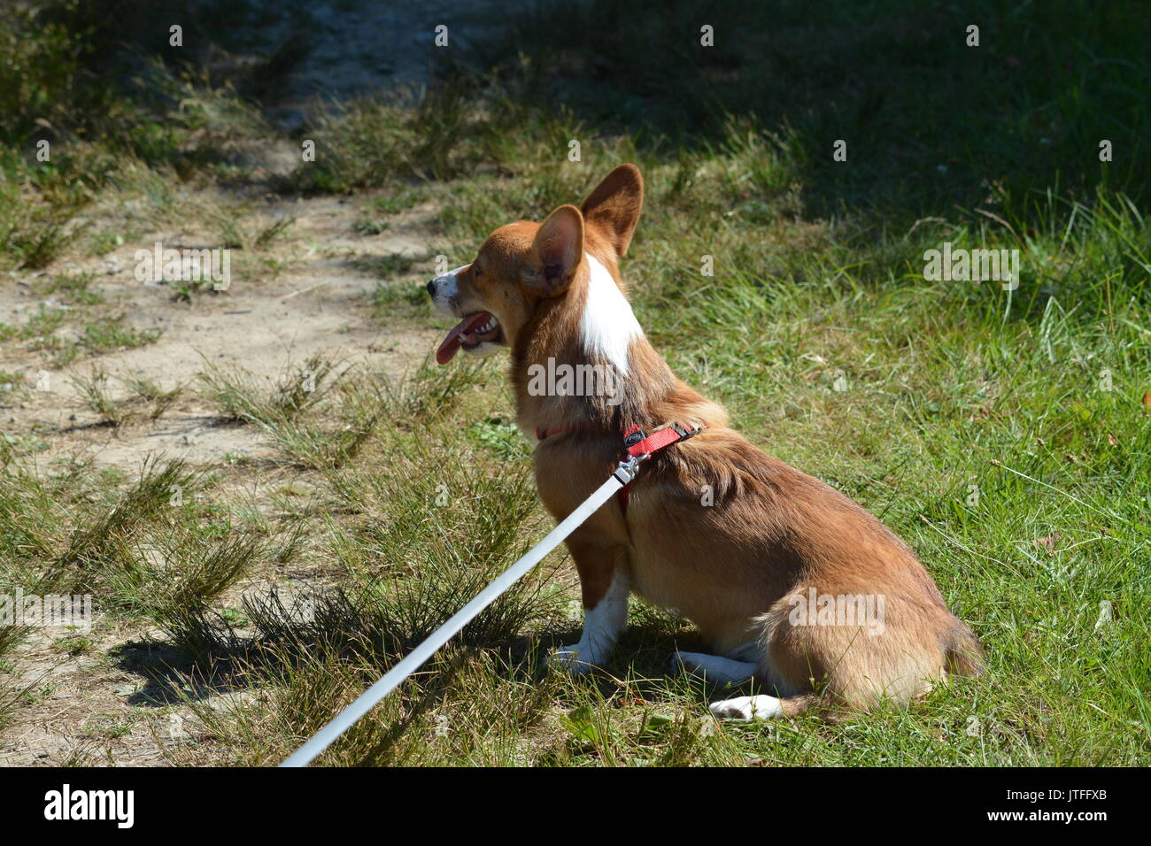 Un Welsh Corgi Pembroke chiot à l'extérieur dans la nature Banque D'Images