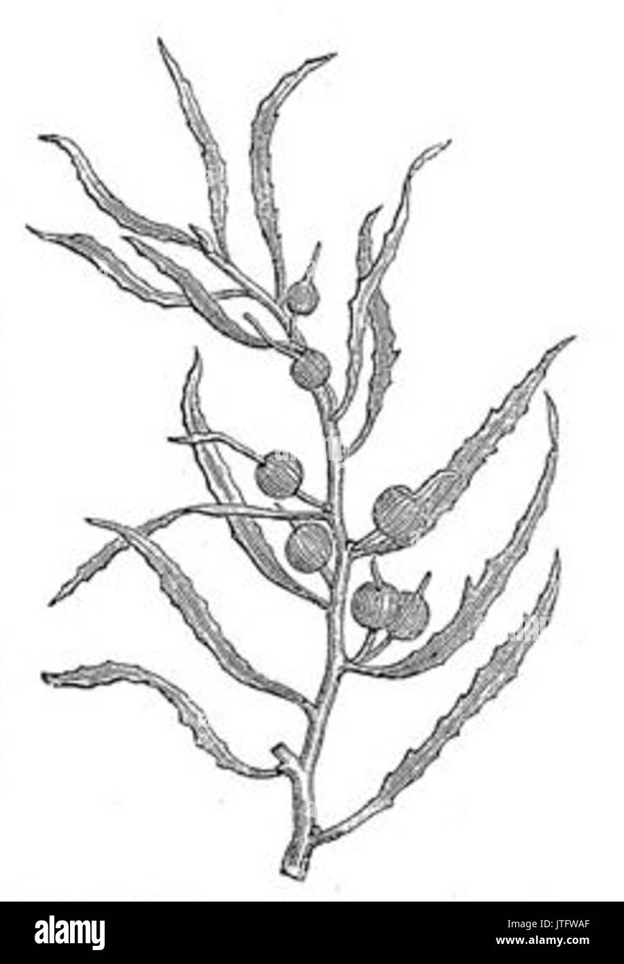 Sargassum natans Meyer Banque D'Images