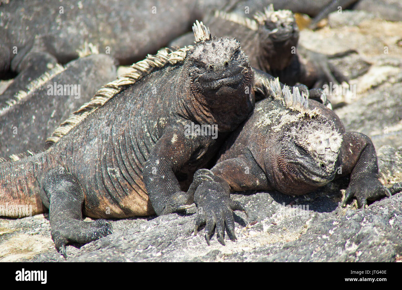 Iguanes marins des Galapagos de soleil sur la roche, sur l'île de Fernandina, îles Galapagos, Equateur Banque D'Images