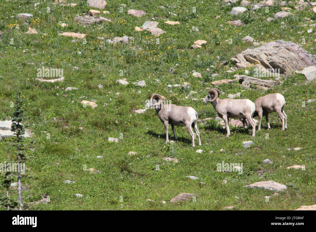 Big Horn Sheep sur un haut plateau, dans le parc national des Glaciers Banque D'Images