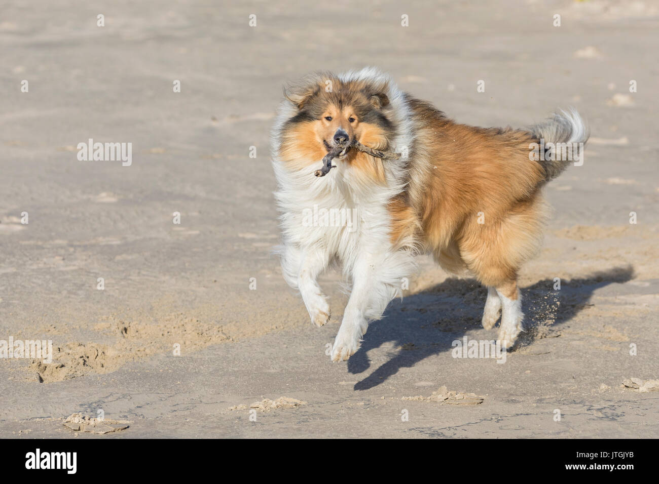 Rough collie superbe jouant sur la plage, d'un bâton dans la bouche et les pieds du sol ! Banque D'Images