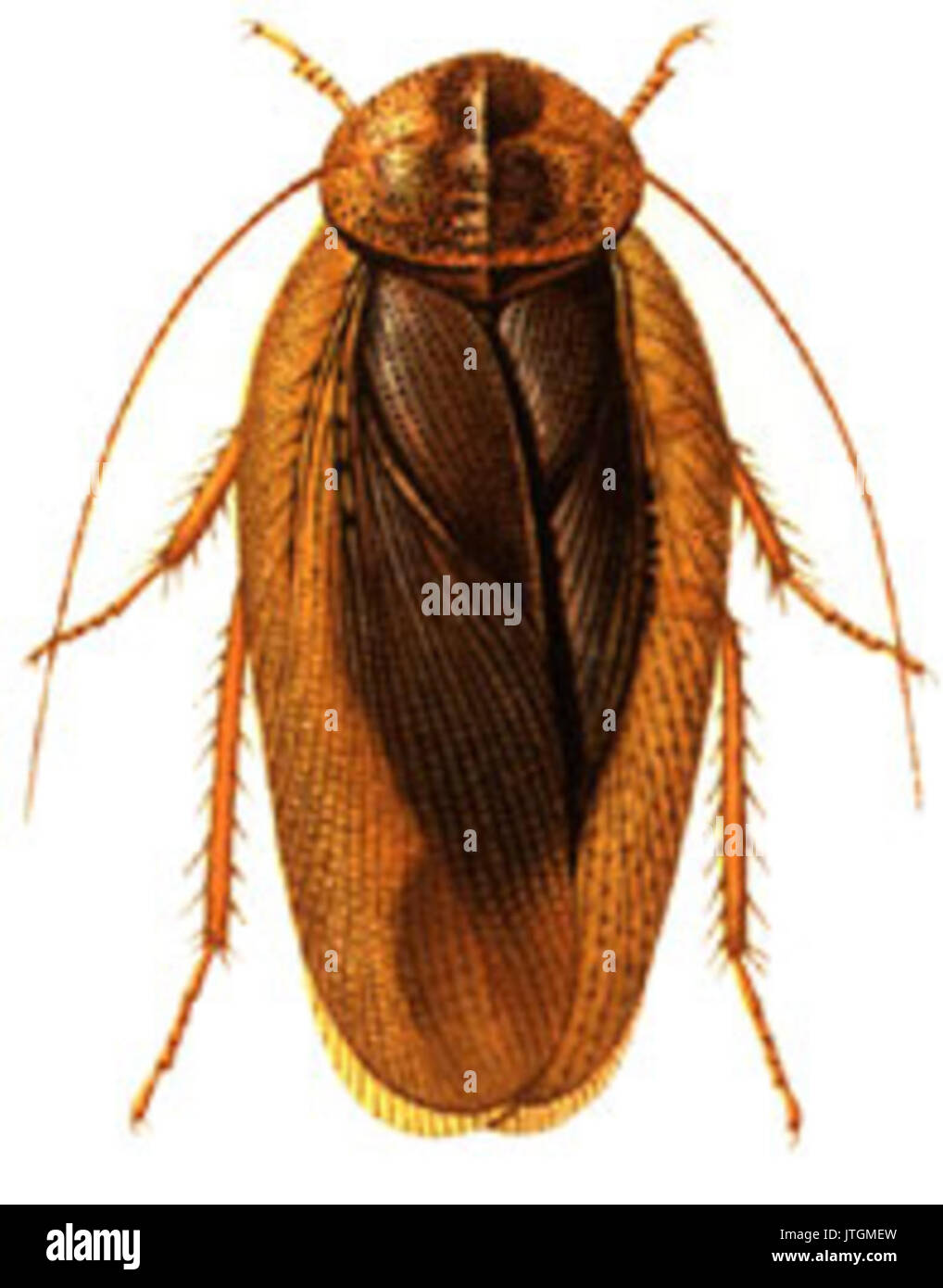 Pseudophoraspisfruhstorferi Banque D'Images