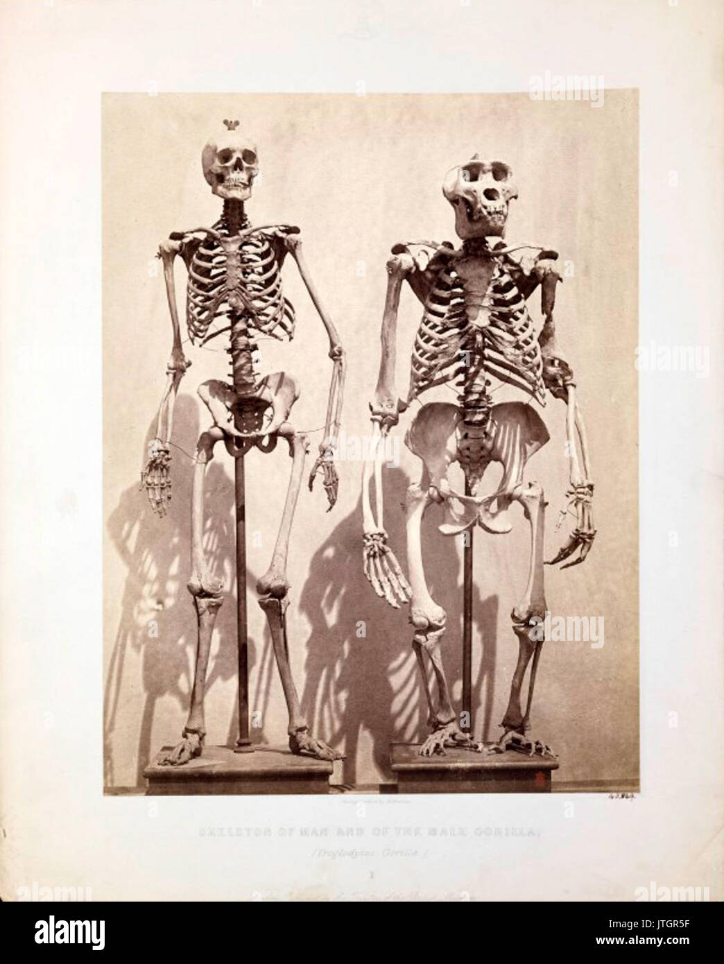 Squelette de l'homme et de l'homme gorille (Gorilla Troglodytes) Banque D'Images