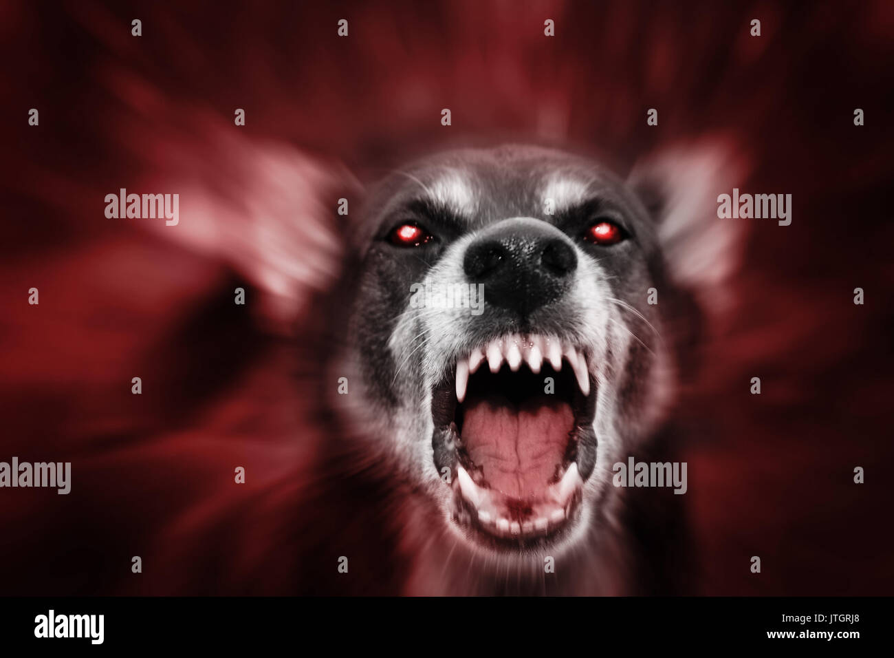 Aux yeux rougeoyants rouges-chien agressif comme attaque démoniaque bête, incarnation du mal, de la peur et au-delà. Banque D'Images