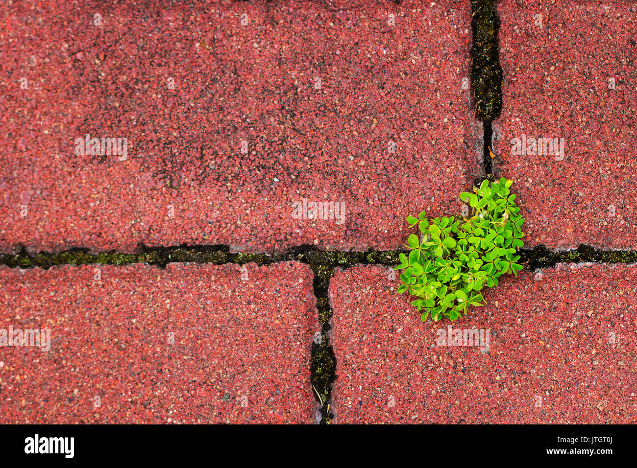 Plante verte grâce à l'écart de pavement représentant un concept de vitalité. Banque D'Images