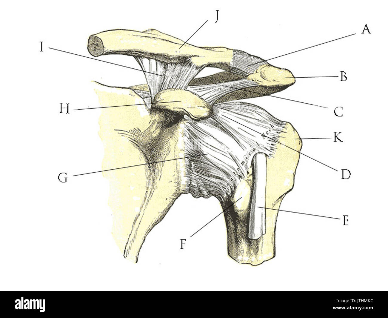 Quiz anatomie de l'épaule Banque D'Images