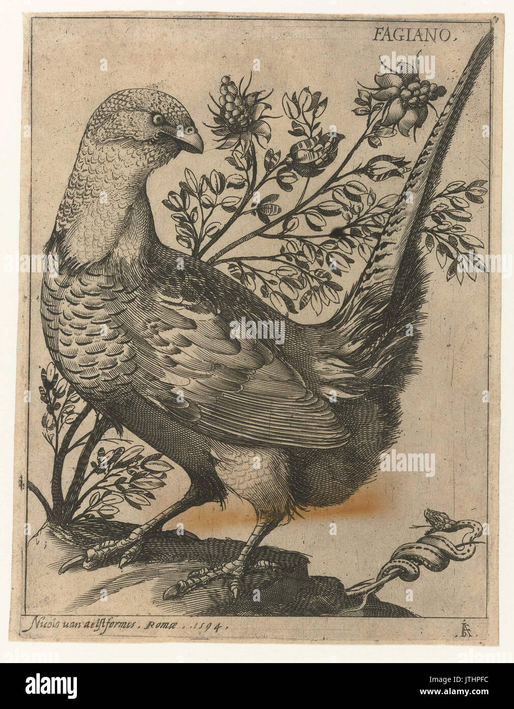 Serie van 9 vogels Fagiano Banque D'Images