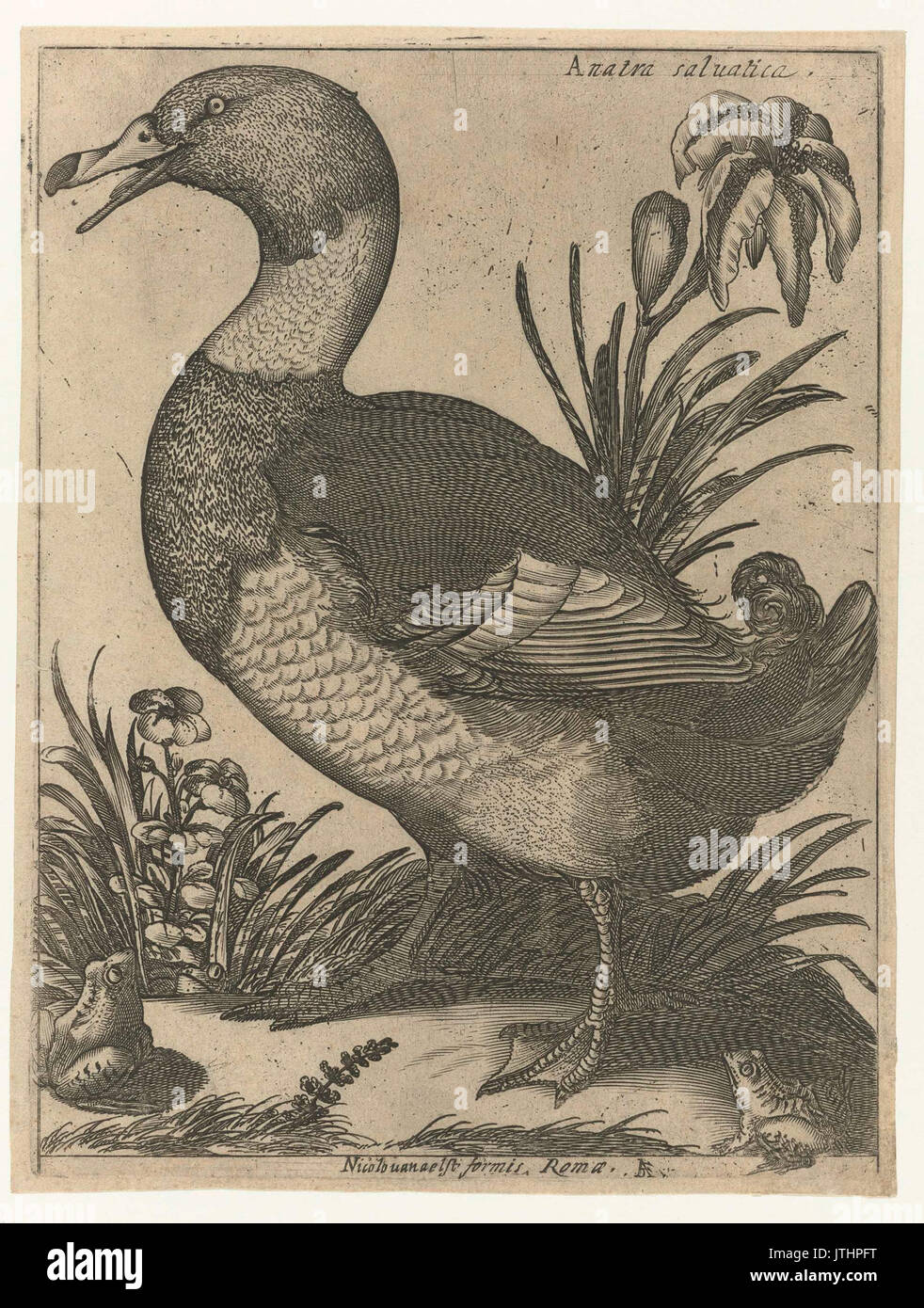 Serie van Saluatica 9 vogels Anatra Banque D'Images