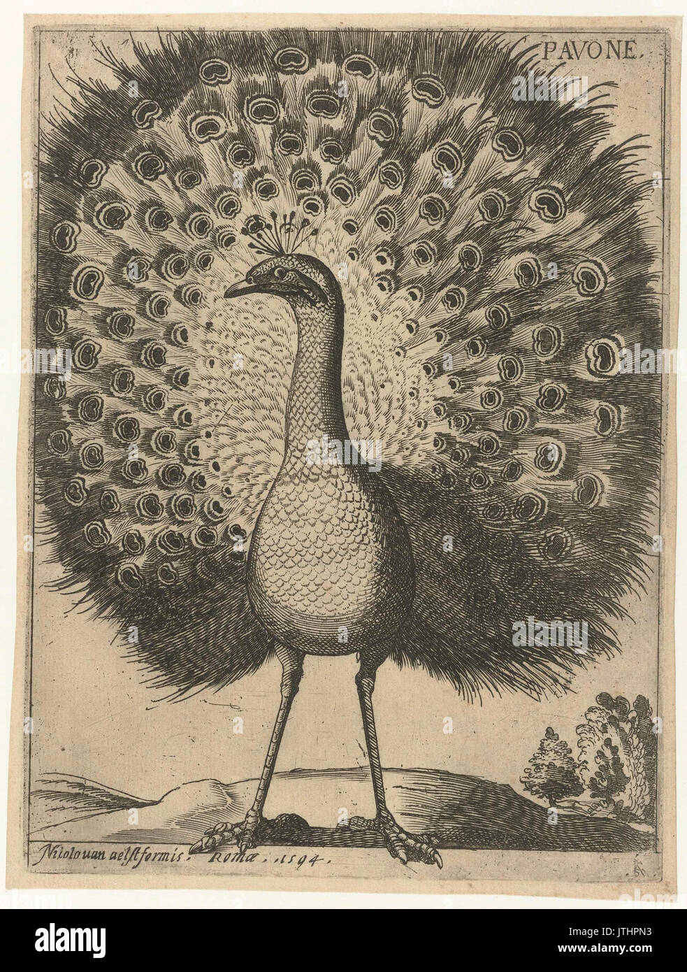 Serie van 9 vogels Pavone Banque D'Images