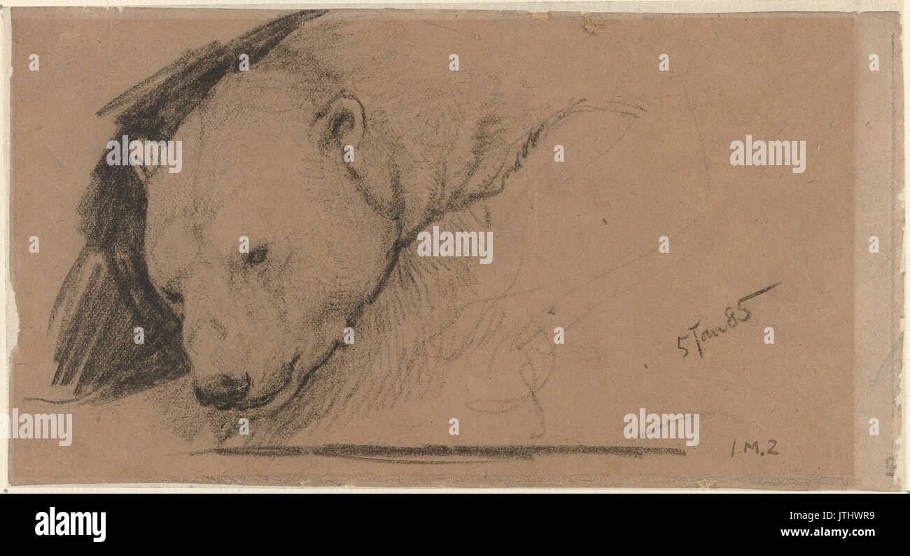 Kop van een ijsbeer Rijksmuseum SK UN 3707 Banque D'Images