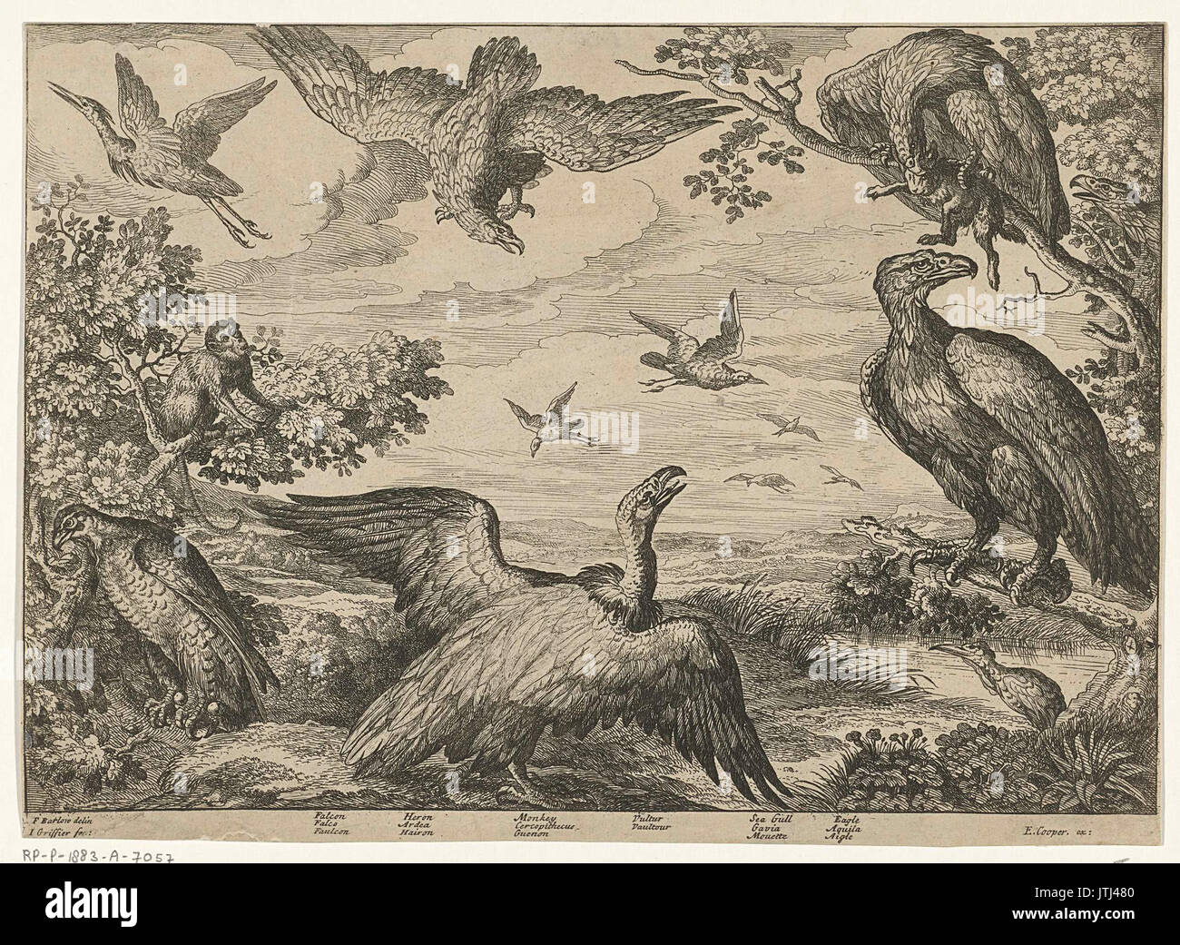 Diverses vogels en een paa Banque D'Images