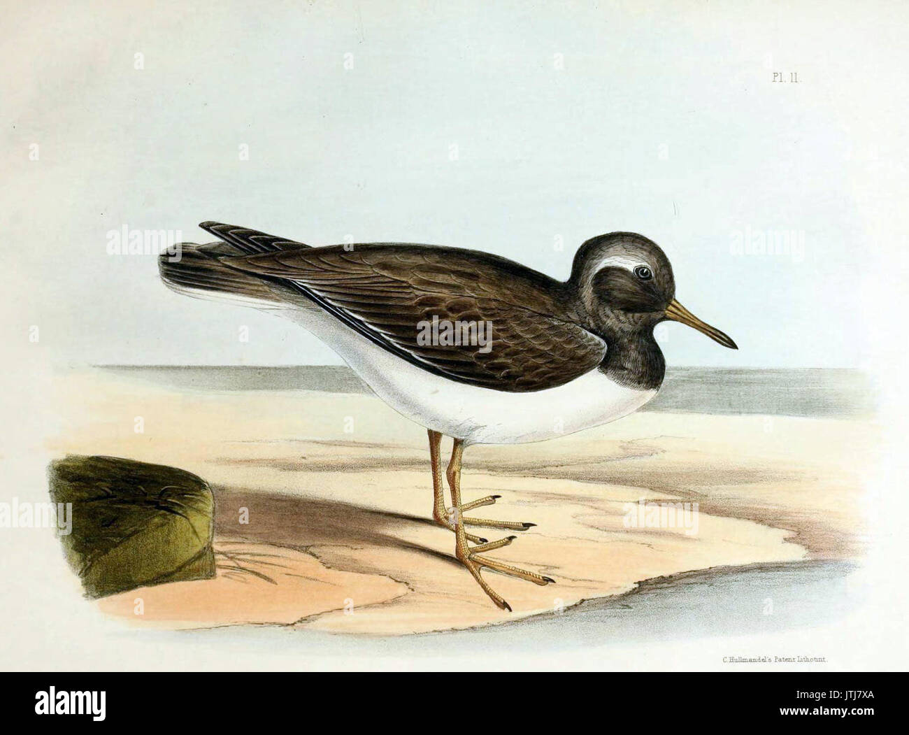 Un livre avec des illustrations documentant l'espèce d'oiseau Thinornis rossii, observée lors de l'expédition Erebus et terreur en Antarctique et en Australie, montrant leur importance scientifique et zoologique. Banque D'Images