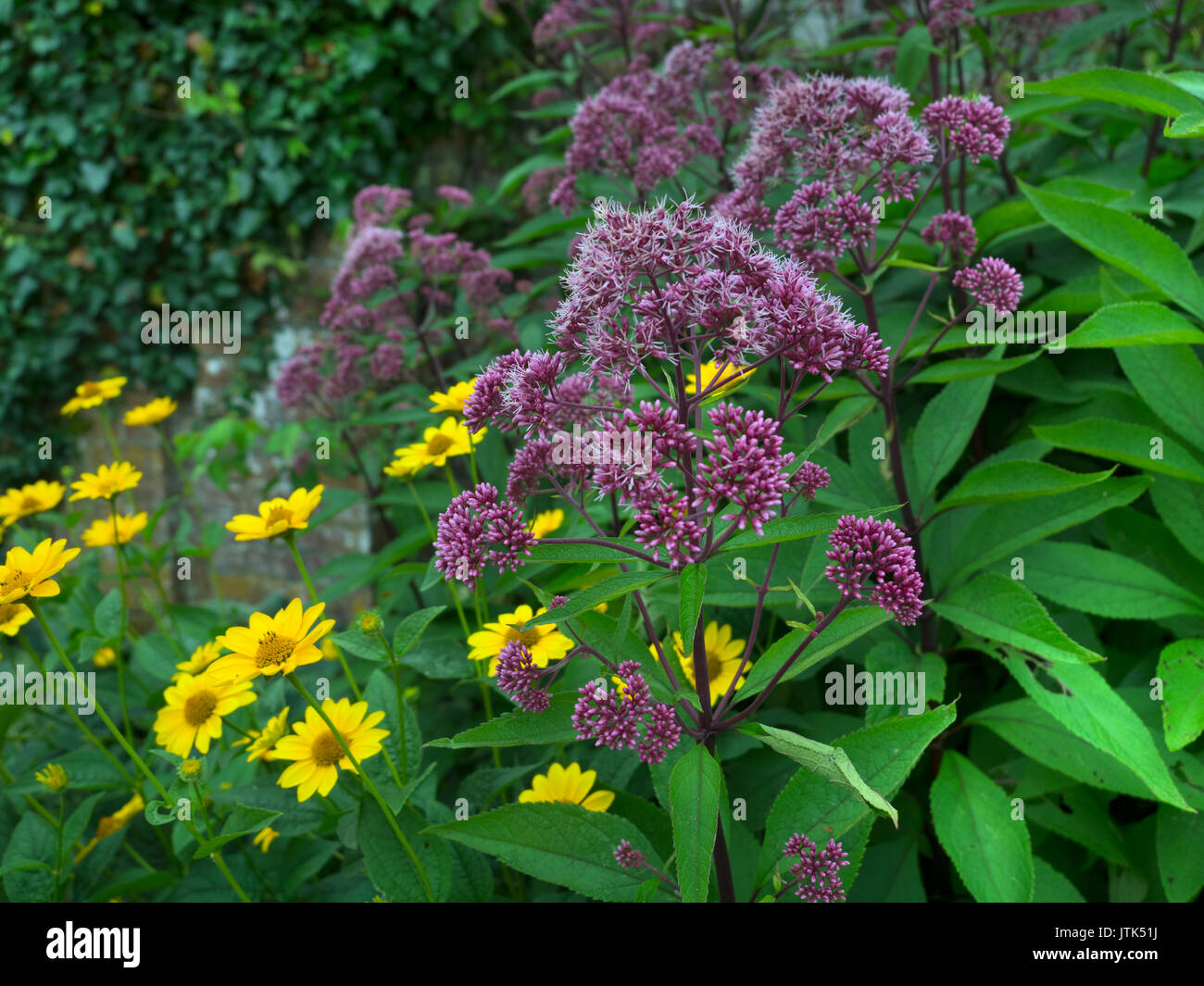 Eupatorium maculatum ou Joe Pye weed 'Gateway' en bordure de jardin Banque D'Images