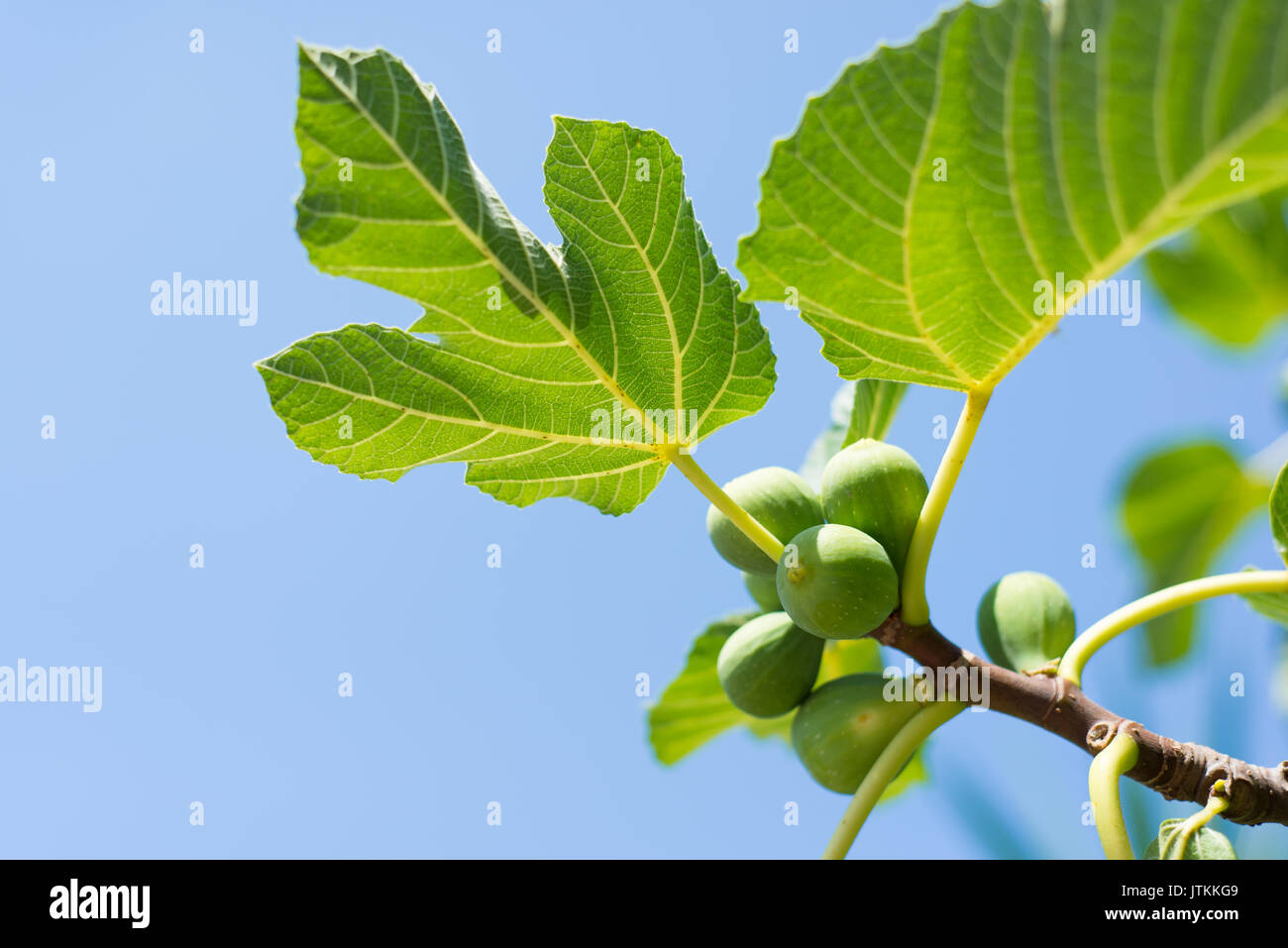 Figues mûres vert prêt à la récolte sur la branche d'un figuier avec ciel bleu en arrière-plan Banque D'Images
