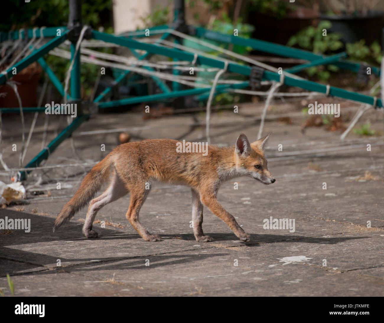 Red Fox cub, Vulpes vulpes, dans un jardin, Londres, Royaume-Uni Banque D'Images