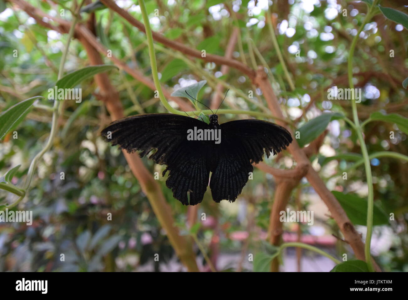 Grand mormon papillon noir Banque D'Images