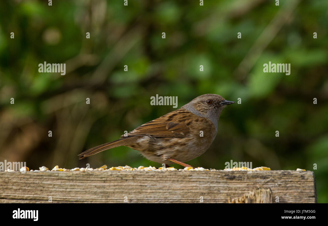 Nid sur l'alimentation de plate-forme dans le jardin arrière. UK Banque D'Images