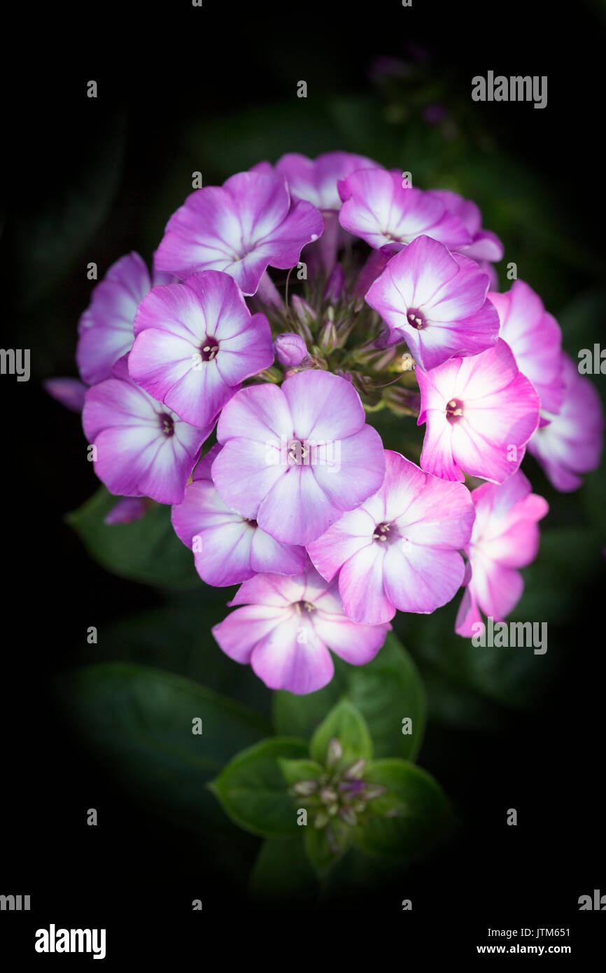 Phlox paniculata Pink Eye Flame Banque D'Images