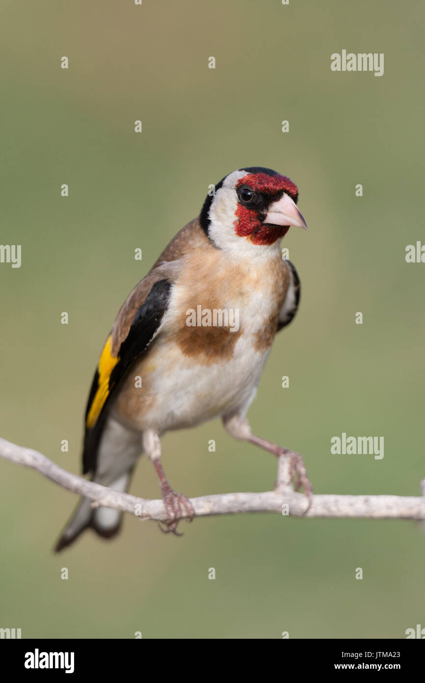Des profils Chardonneret élégant (Carduelis carduelis) perché sur une branche mince Banque D'Images